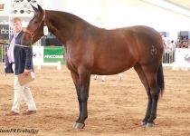 w SOPRESA MOR, SUBCAMPEONA JOVEN DEL CONCURSO